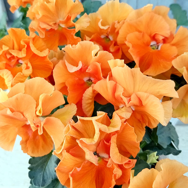 パンジー（フリル咲き）：フルーツボンボン（オレンジ系）3号ポット 3株セット