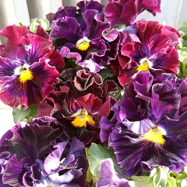 パンジー（フリル咲き）：フルーツボンボン（グレープ系）3号ポット 3株セット