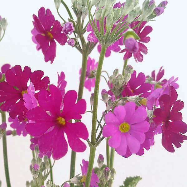 プリムラ：マラコイデス うぐいすレッド3～3.5号ポット 2株セット