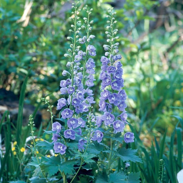 デルフィニウム：F1オーロラ ラベンダー3.5号ポット