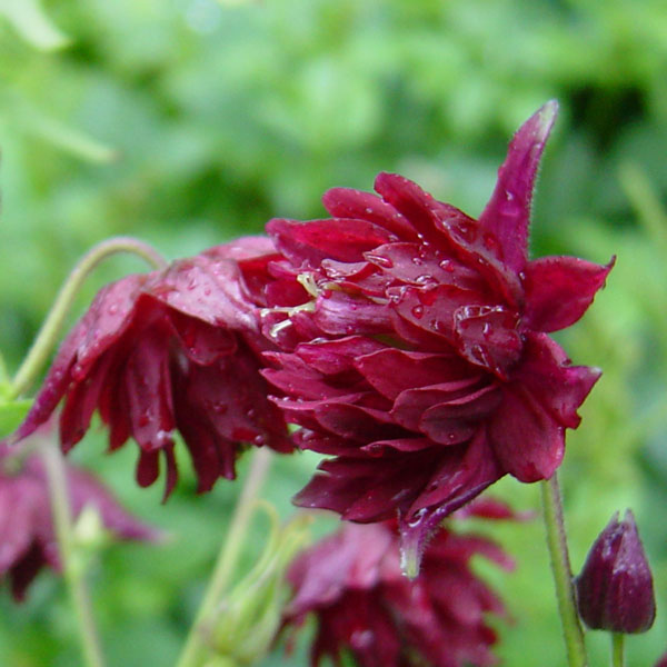 オダマキ：ルビーポート3.5号ポット 6株セット