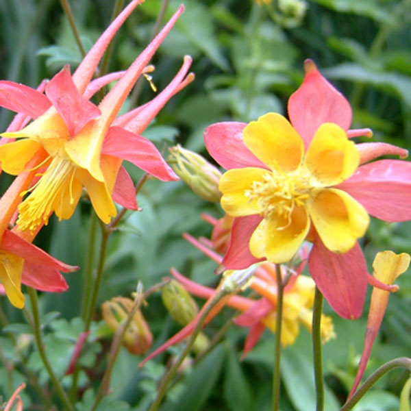 オダマキ：テキーラサンライズ3.5号ポット 6株セット