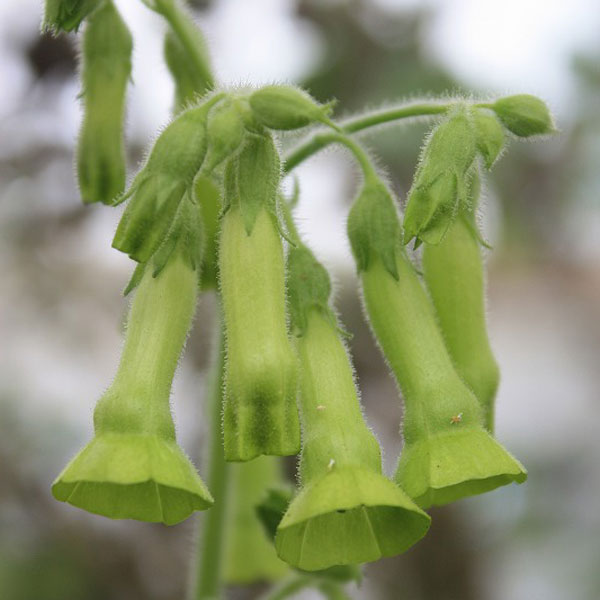 ニコチアナ ラングスドルフィー3～3.5号ポット 6株セット