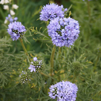 ギリア：レプタンサ：ブルー3～3.5号ポット 6株セット