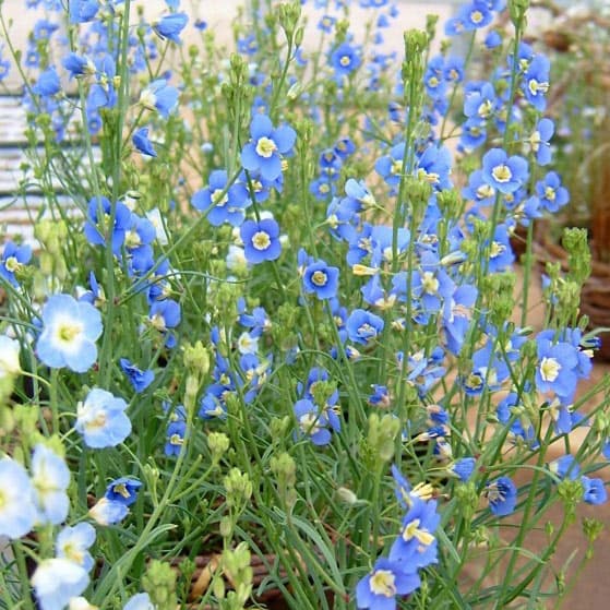 ブルーフラワーヘリテイジ 2026 Heritage Classic | Harley-Davidson JP