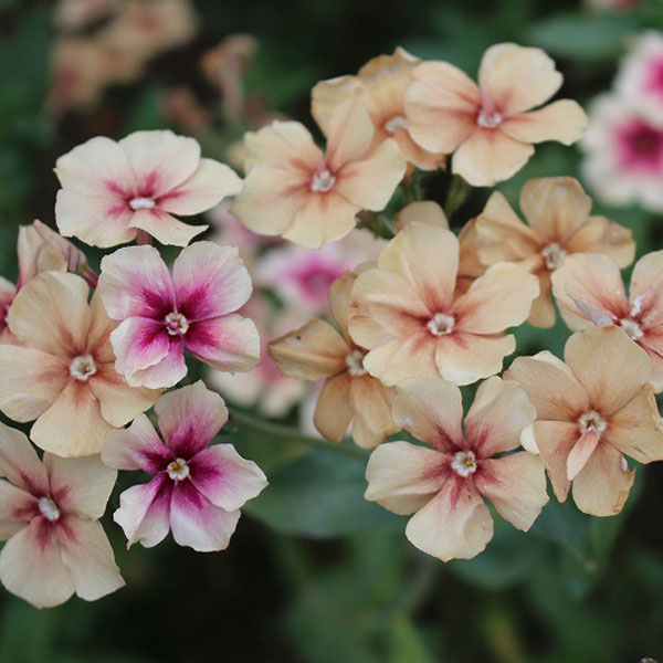 フロックス:チェリーキャラメル3～3.5号ポット 12株セット