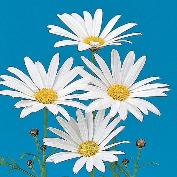 [26年2月中下旬予約]マーガレット・高性（一重咲きホワイト・No1）3号ポット 12株セット