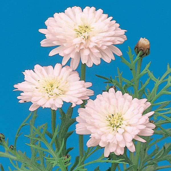 [26年2月中下旬予約]マーガレット・高性（八重咲きピンク・No5）3号ポット 12株セット