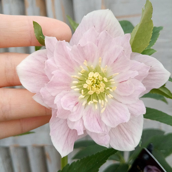 クリスマスローズ....その2 クリスマスローズ ”ダブル咲き” 色ミックス2個～【花苗 4号ポット苗 花