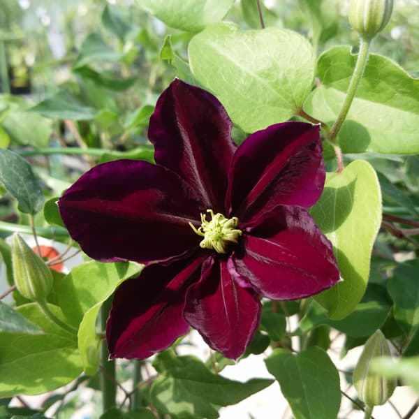 クレマチス：キヨ（喜代）3.5号ロングポット（フロリダ系）