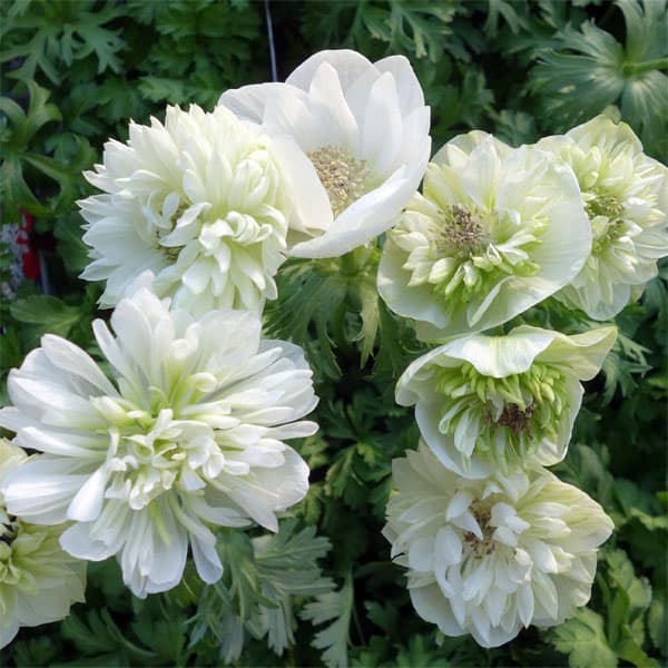 アネモネ：凛々花（リリカ）ホワイト3.5号ポット 3株セット