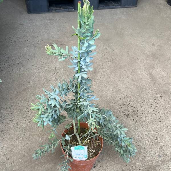 ミモザアカシア / 647 アカシア・ゴールデントップ ミモザ 常緑樹 7号