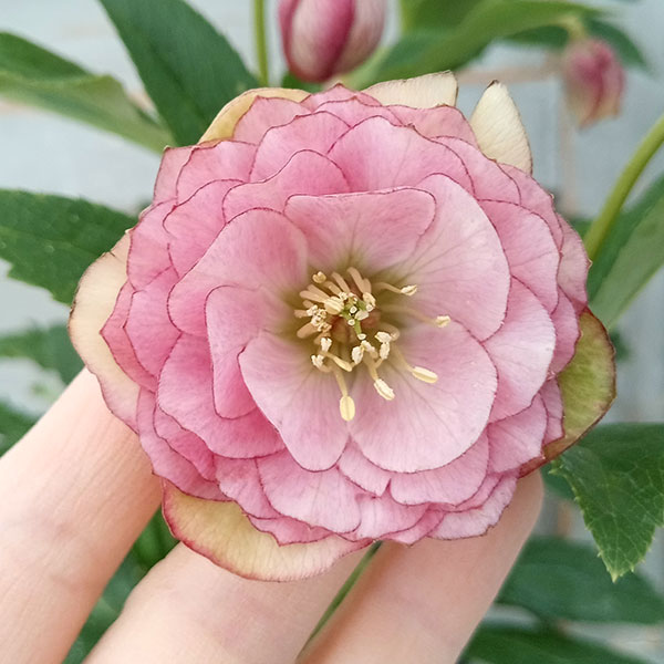 園芸ネット本店｜若泉ファームさんのクリスマスローズ：ダブル24-08