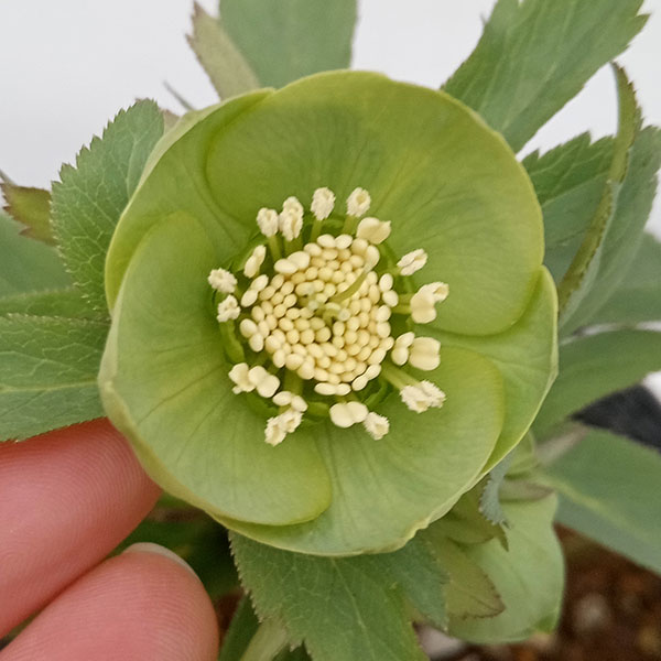 園芸ネット本店｜若泉ファームさんのクリスマスローズ：クロアチカス