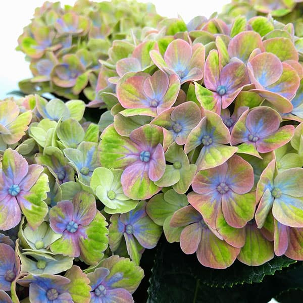 アジサイ:マジカルコーラル レオーニ5号鉢植え*