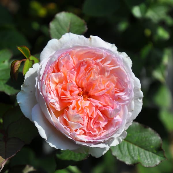 (開花予定株)ロサ・オリエンティス:トロイメライ6号角鉢植え*