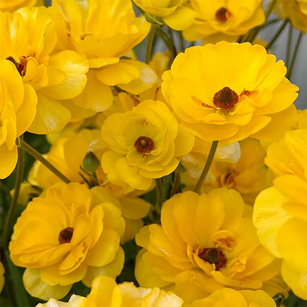 [送料無料]ラナンキュラス：ラックス　アルテミス２3.5-4号ポット（咲き進み株） 6株セット