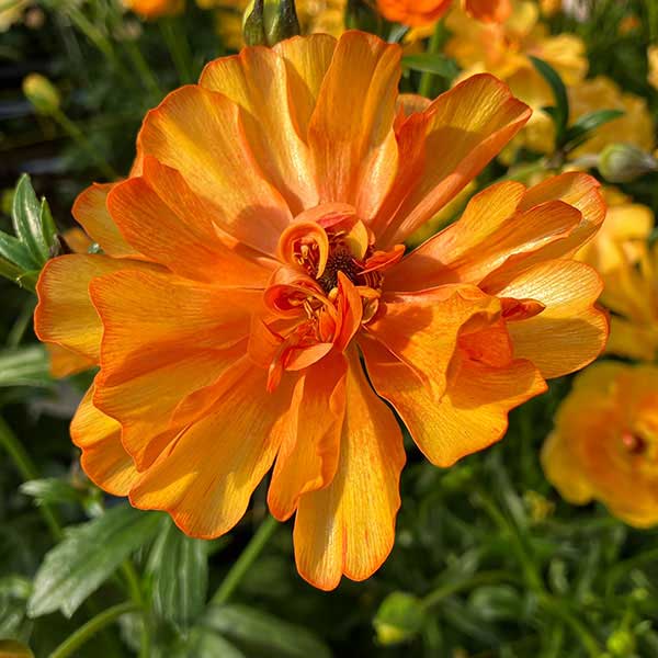 [送料無料]ラナンキュラス：ラックス　ガラテア3.5-4号ポット 6株セット