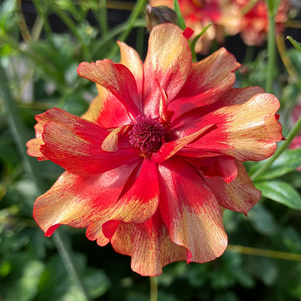 [送料無料]ラナンキュラス：ラックス　ハデス3.5-4号ポット 6株セット