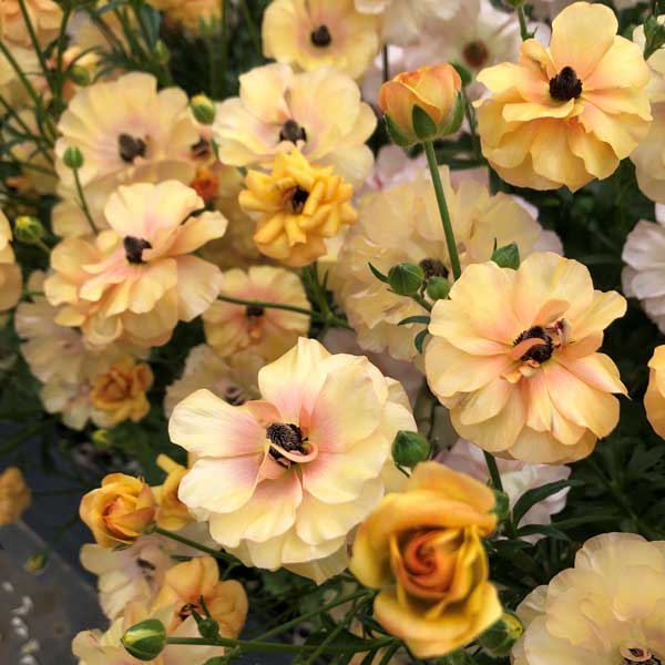 ラナンキュラス：ラックス　ベスタリス3.5-4号ポット 3株セット*