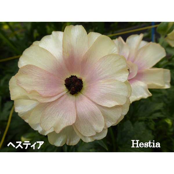 [送料無料]ラナンキュラス：ラックス　ヘスティア3.5-4号ポット 6株セット*