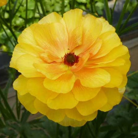 ラナンキュラス：ラックス　ミネルバ3.5-4号ポット 3株セット*