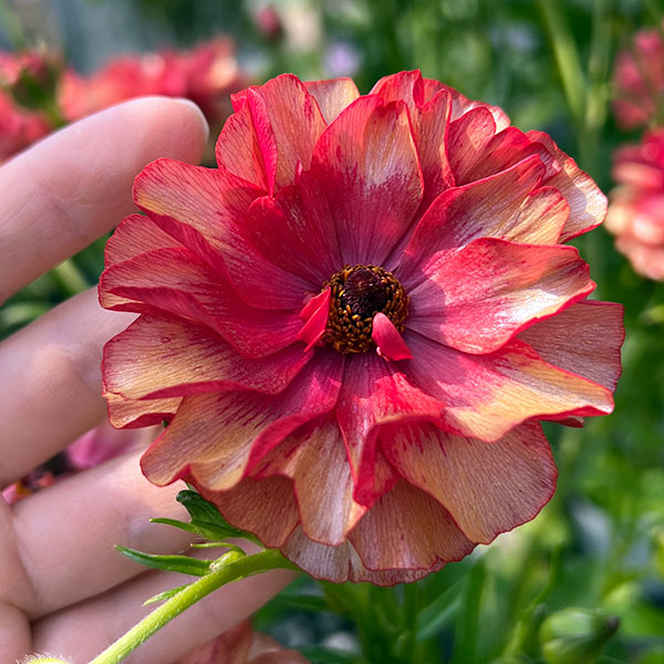 ラナンキュラス：ラックス　ムーサ3.5-4号ポット 3株セット