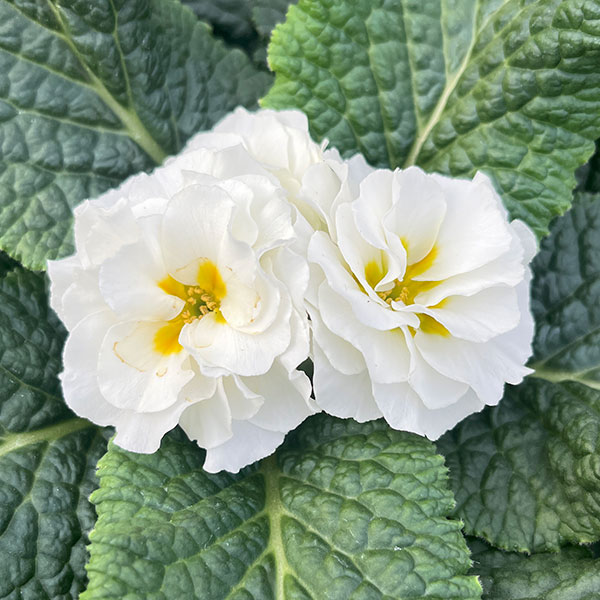 プリムラ：シンデレラ　ホワイト3.5号ポット 3株セット