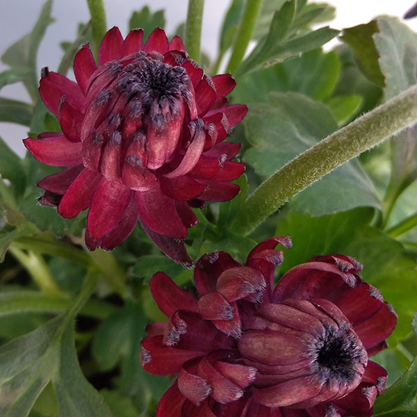 ラナンキュラス：アヤリッチ　トリトン3.5号ポット