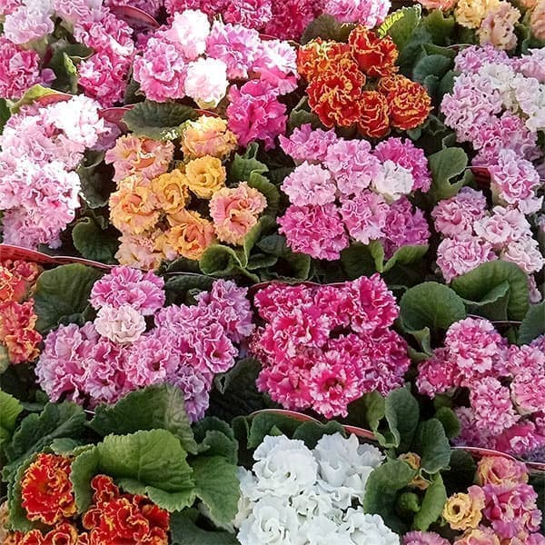 園芸ネット本店｜プリムラ：ジュリアン プレミアムラブ3.5号ポット 3株