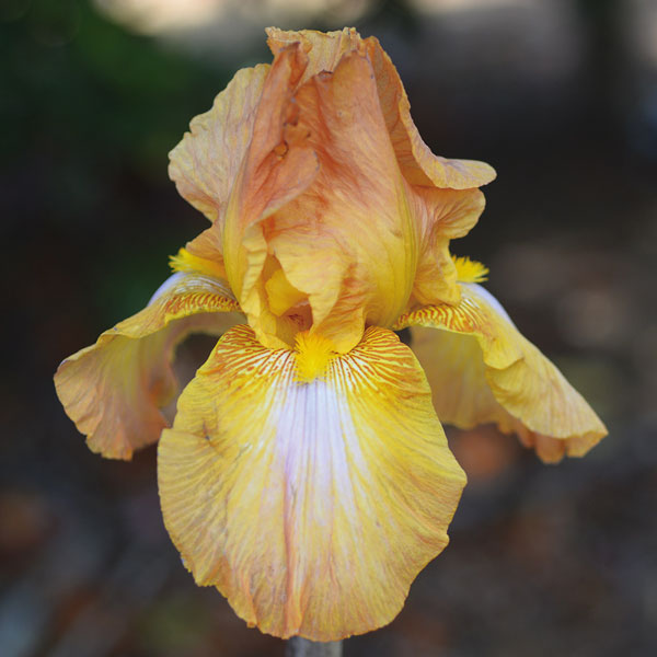 ジャーマンアイリス：サンペドロ　地堀苗