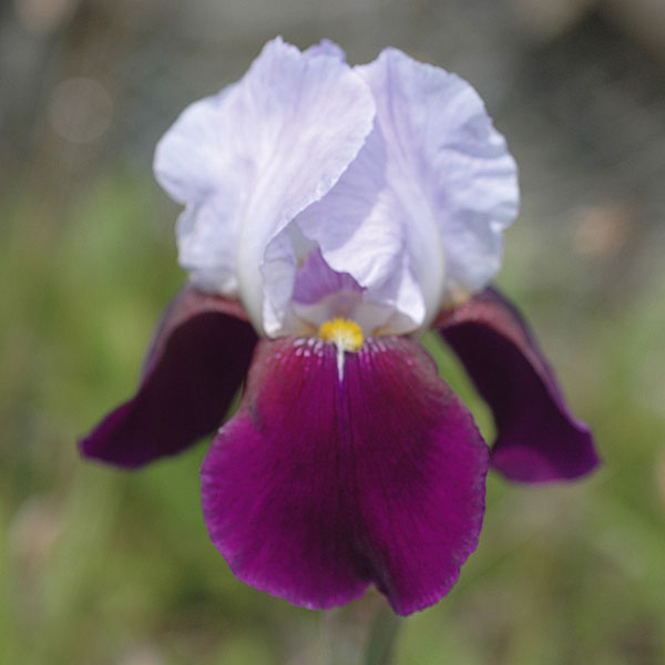 園芸ネット本店｜ジャーマンアイリス：ヘレンコーリングウッド 地堀苗