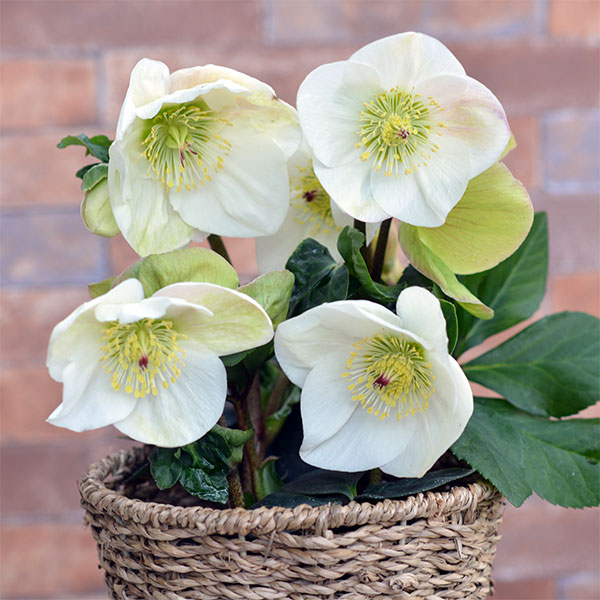 クリスマスローズ：*HGC 雪の妖精　リン4.5号ポット