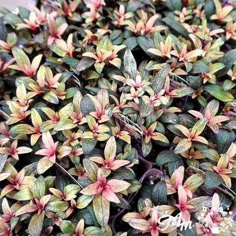 キンギョソウ（カラーリーフ金魚草）：ブランルージュムーン3号ポット 6株セット