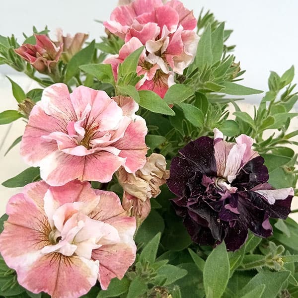 [送料無料]ペチュニア：ジュリエット　さくらモダン3.5号ポット 24株セット