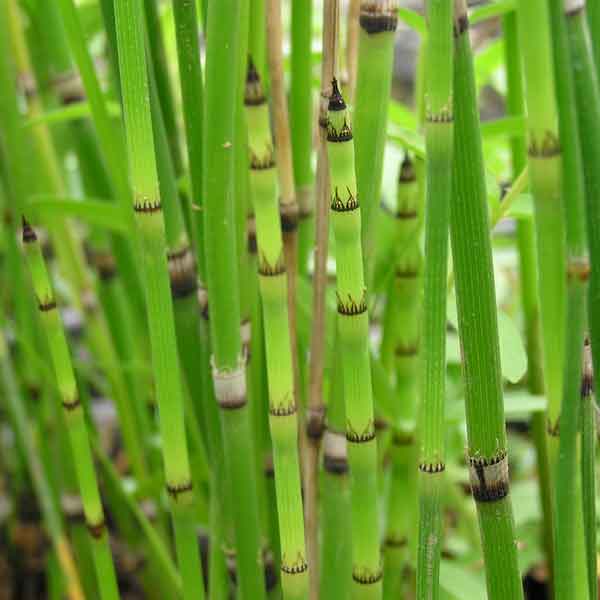 水生植物：トクサ3号ポット