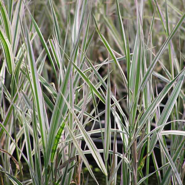 水生植物：フイリクサヨシ3号ポット