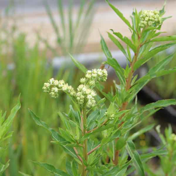 水生植物:タコノアシ3号ポット