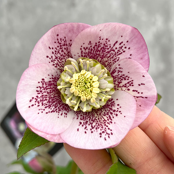 園芸ネット本店｜クリスマスローズ：セレクトセミダブル24-08／2L