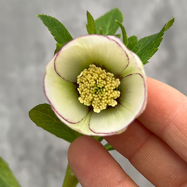 園芸ネット本店｜クリスマスローズ：スウィングシングル24-01／1L