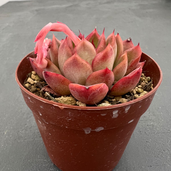 園芸ネット本店｜エケベリア：花の相府連 2.5号ポット* の通販【公式】