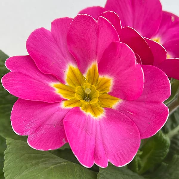 プリムラ:ポリアンサ プリンセッサピンク3.5号ポット 3株セット の通販 園芸ネット