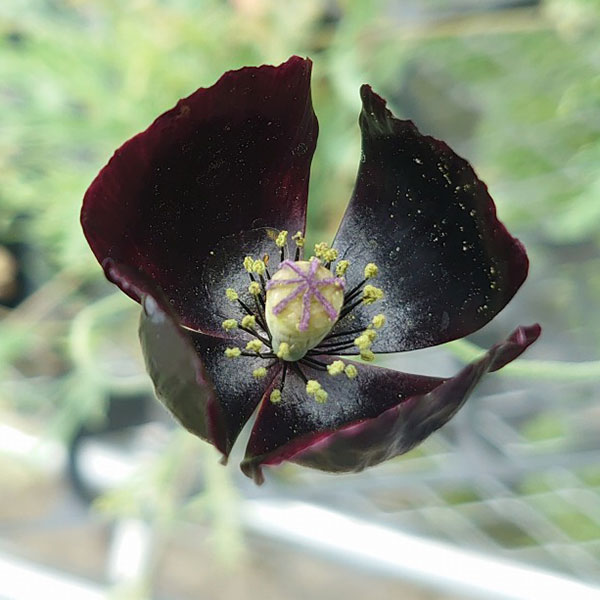 ポピー：ブラックマジック3-3.5号ポット 6株セット