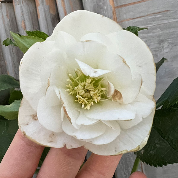 杉光園芸さんのクリスマスローズ：ダブル24-01ホワイト4号ポット