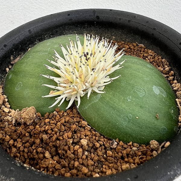 マッソニア:ヒルスタ 3号鉢植え