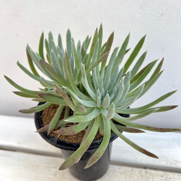 ダドレア:ヴィレンス ハッセイ 4号鉢植え