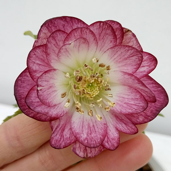 園芸ネット本店｜松村ナーセリーさんのクリスマスローズ：24-01ダブル