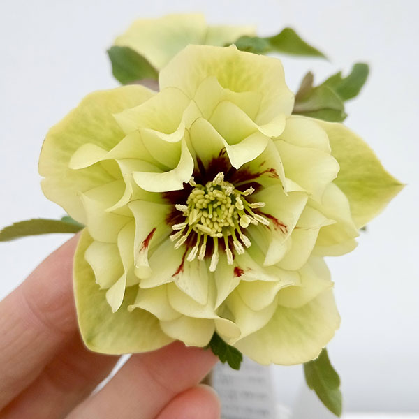 園芸ネット本店｜松村ナーセリーさんのクリスマスローズ：24-02ダブル