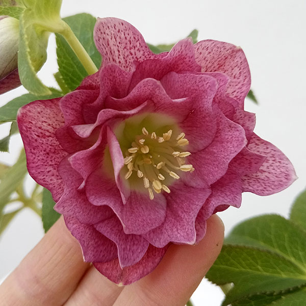 松村ナーセリーさんのクリスマスローズ：24-07ダブルフルーツ