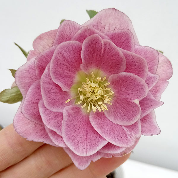 園芸ネット本店｜松村ナーセリーさんのクリスマスローズ：24-08ダブル